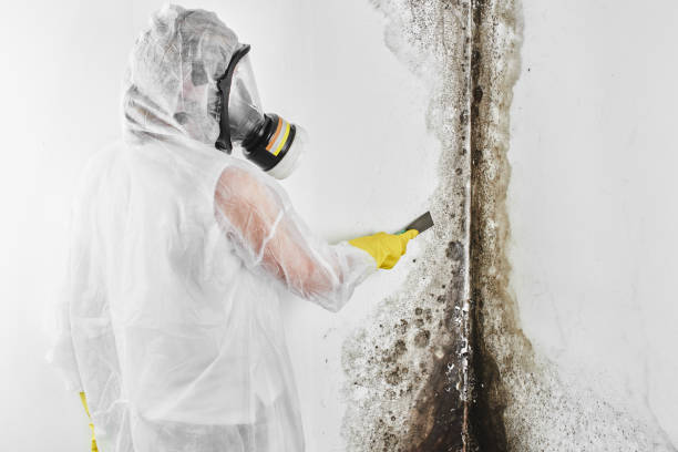 Best Environmental Consulting for Mold Prevention  in Savoy, IL