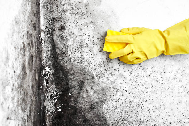 Best Industrial Mold Remediation  in Savoy, IL